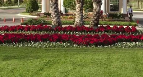 Lawn Pest Control services